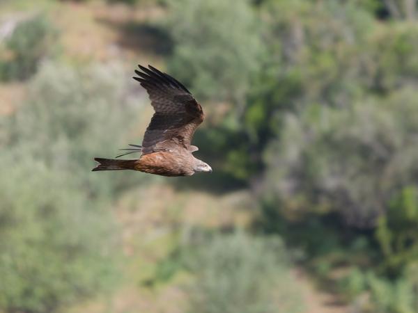 <h3><a href="/trips/extramadura/biota/animalia/chordata/aves/017 accipitriformes/004 accipitridae/milvus migrans/milvus migrans-nl.html">Milvus&nbsp;migrans</a> / Black&nbsp;kite / Zwarte&nbsp;wouw</h3>OM-1 Mark II met OLYMPUS M.150-400mm F4.5, 1/2000 sec  bij F4.5, ISO 640, afstand 92.7&nbsp;m